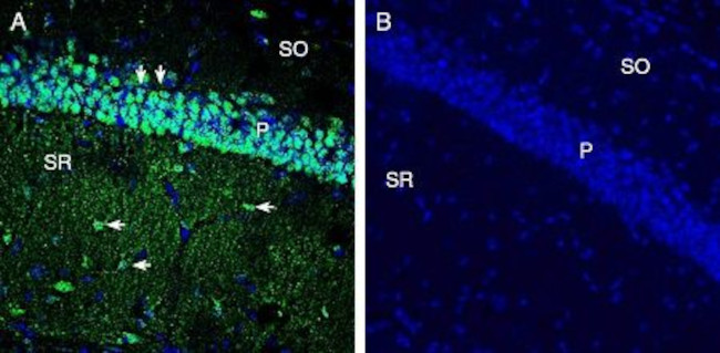 xCT/SLC7A11 (extracellular) Antibody in Immunohistochemistry (Frozen) (IHC (F))