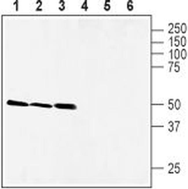 xCT/SLC7A11 (extracellular) Antibody in Western Blot (WB)
