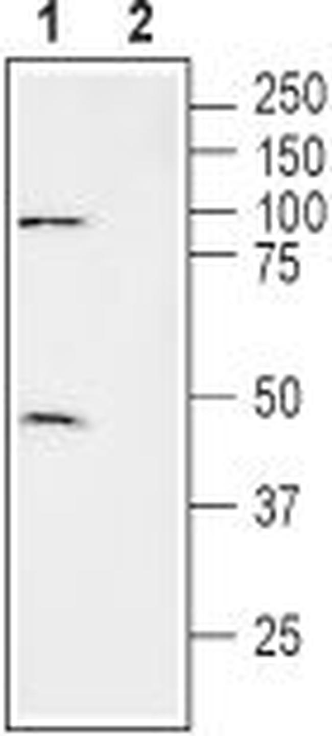 xCT/SLC7A11 (extracellular) Antibody in Western Blot (WB)