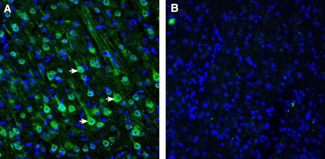 SLC47A1 Antibody in Immunohistochemistry (Frozen) (IHC (F))