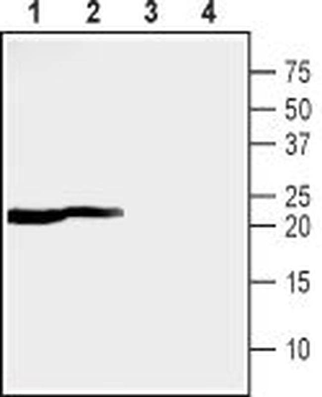 MMGT1 Antibody in Western Blot (WB)