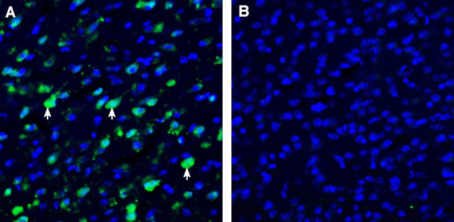 SLC38A9 Antibody in Immunohistochemistry (Frozen) (IHC (F))