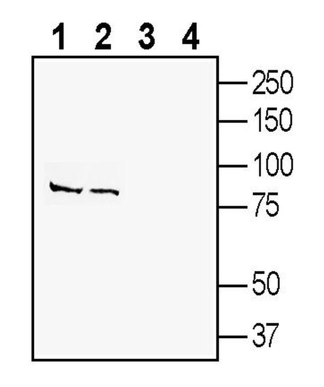 SLC38A9 Antibody in Western Blot (WB)