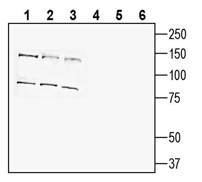 SLC38A9 Antibody in Western Blot (WB)