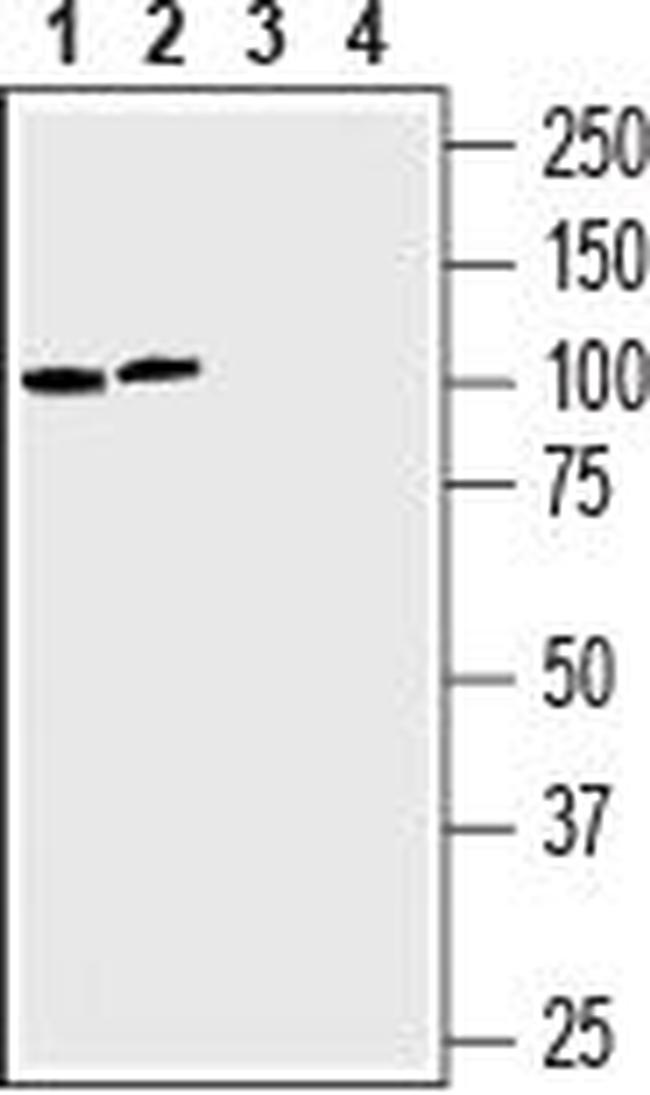 LAT3/SLC43A1 (extracellular) Antibody in Western Blot (WB)