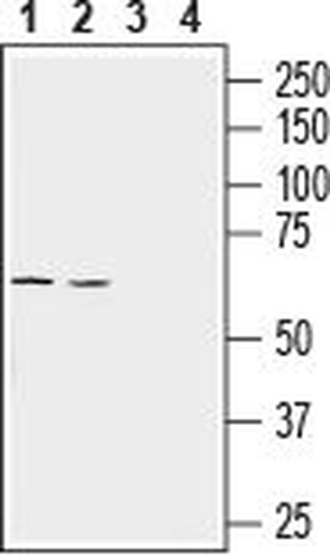 LAT3/SLC43A1 (extracellular) Antibody in Western Blot (WB)