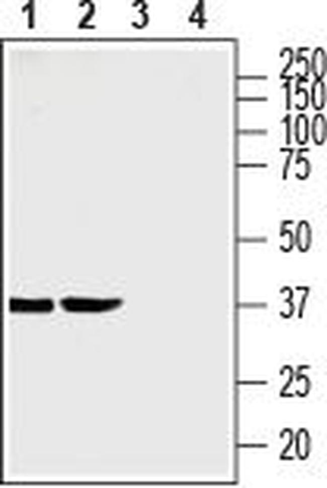 SLC35G1 (extracellular) Antibody in Western Blot (WB)