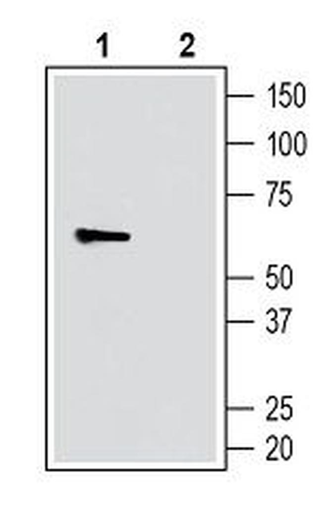 SLC11A1/NRAMP1 (extracellular) Antibody in Western Blot (WB)