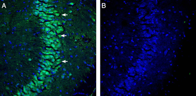 Na+/H+ Exchanger 7 (NHE7) (extracellular) Antibody in Immunohistochemistry (Frozen) (IHC (F))