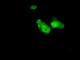 ANXA1 Antibody in Immunocytochemistry (ICC/IF)