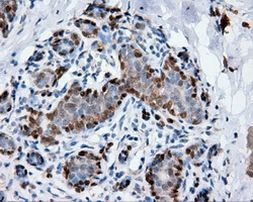 ANXA1 Antibody in Immunohistochemistry (Paraffin) (IHC (P))