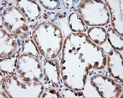 ANXA1 Antibody in Immunohistochemistry (Paraffin) (IHC (P))