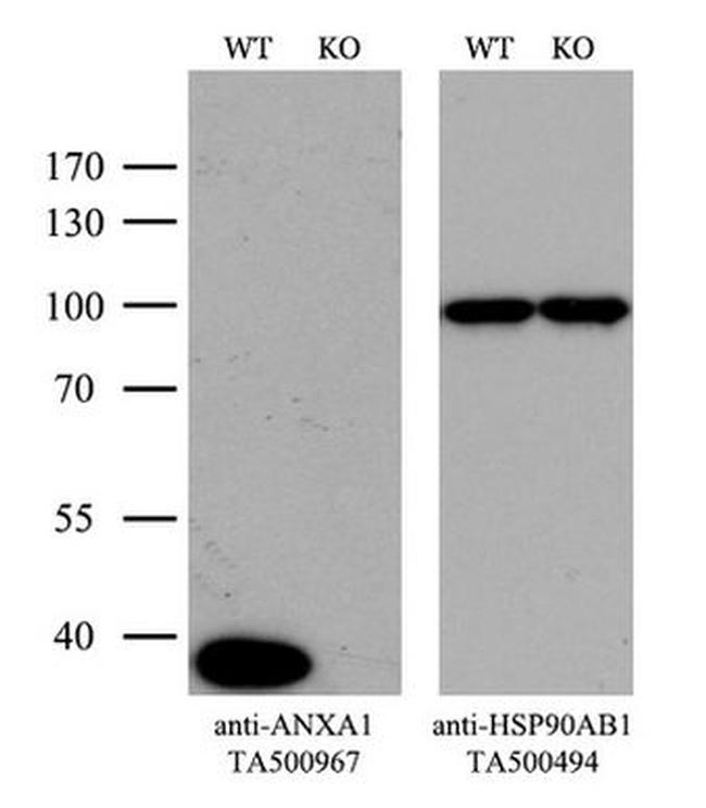 ANXA1 Antibody in Western Blot (WB)