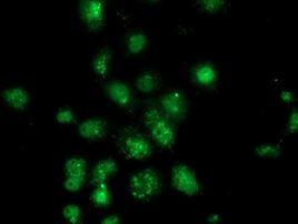 ANXA3 Antibody in Immunocytochemistry (ICC/IF)