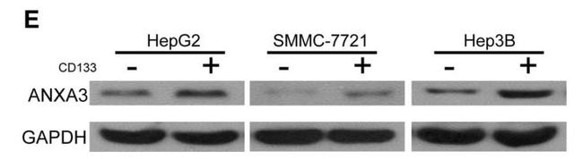 ANXA3 Antibody in Western Blot (WB)