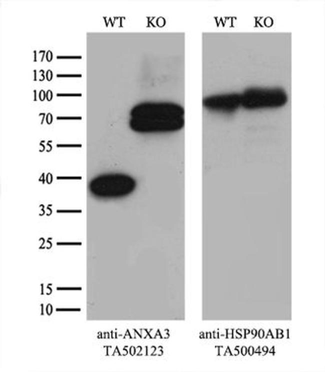 ANXA3 Antibody in Western Blot (WB)