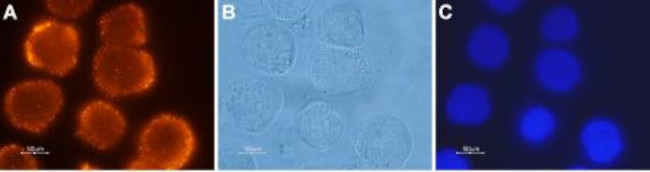 Orexin Receptor 2 Antibody in Immunocytochemistry (ICC/IF)