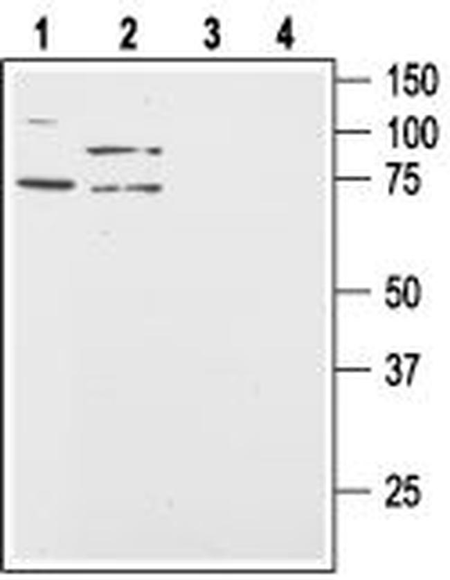 Orexin Receptor 2 Antibody in Western Blot (WB)