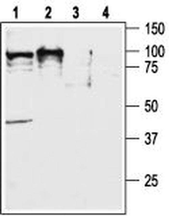 Orexin Receptor 2 Antibody in Western Blot (WB)