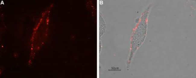 mu-Opioid Receptor (OPRM1) (extracellular) Antibody in Immunocytochemistry (ICC/IF)