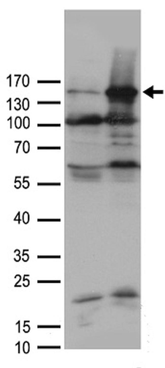 AOX1 Antibody in Western Blot (WB)