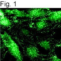 alpha Adaptin Antibody in Immunocytochemistry (ICC/IF)