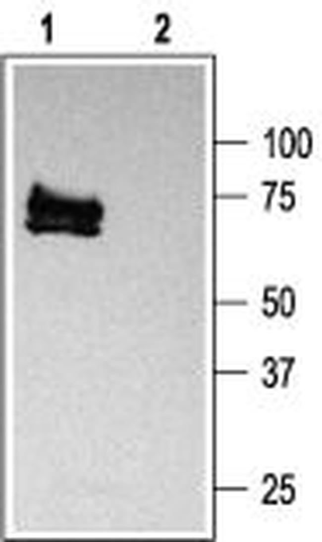 KV1.3 (KCNA3) Antibody in Western Blot (WB)