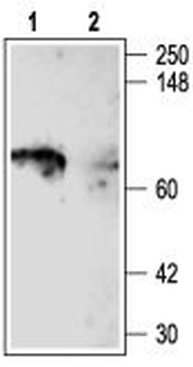 KV1.5 (KCNA5) Antibody in Western Blot (WB)