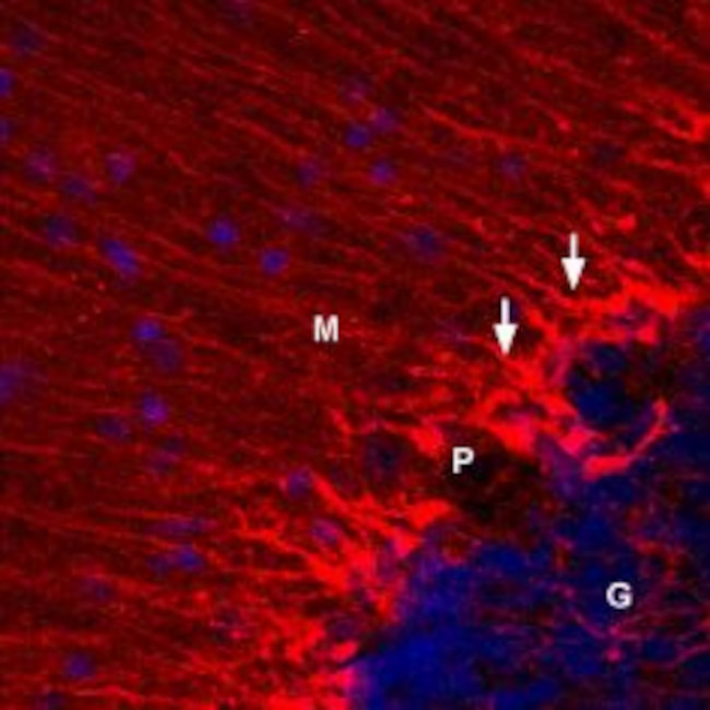 KV1.5 (KCNA5) Antibody in Immunohistochemistry (Frozen) (IHC (F))