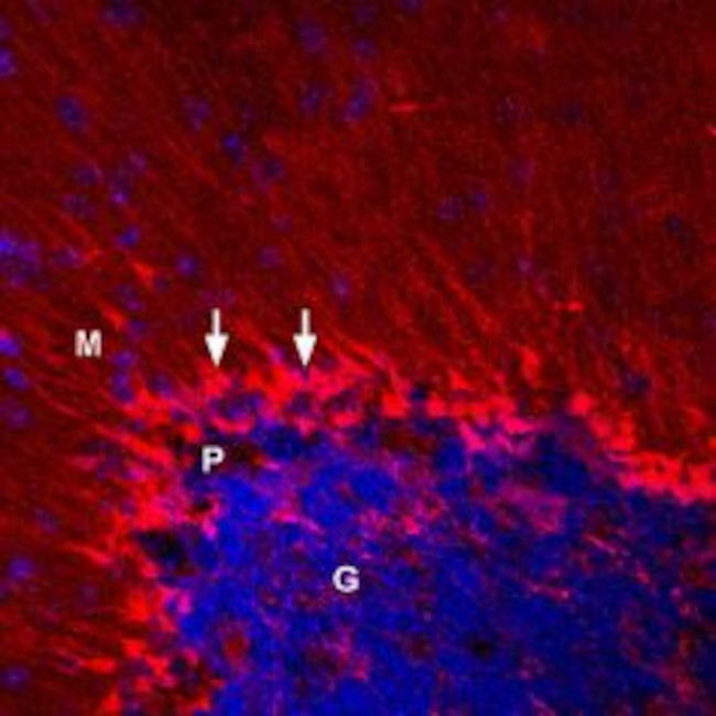 KV1.5 (KCNA5) Antibody in Immunohistochemistry (Frozen) (IHC (F))