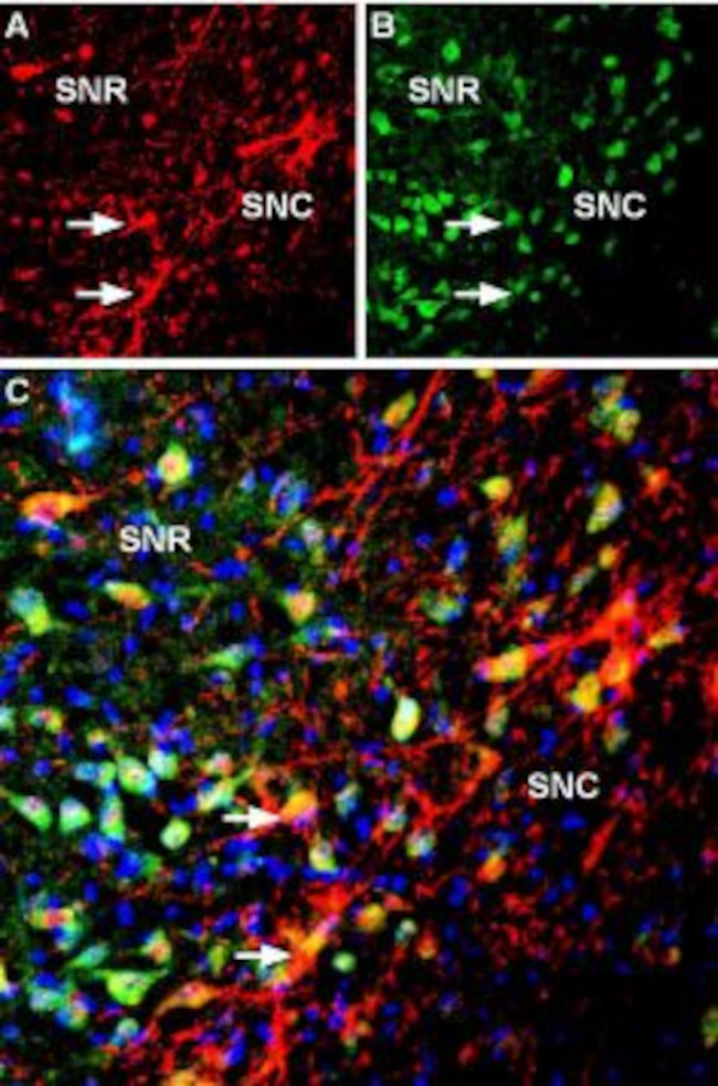 GIRK2 (Kir3.2) Antibody in Immunohistochemistry (Frozen) (IHC (F))