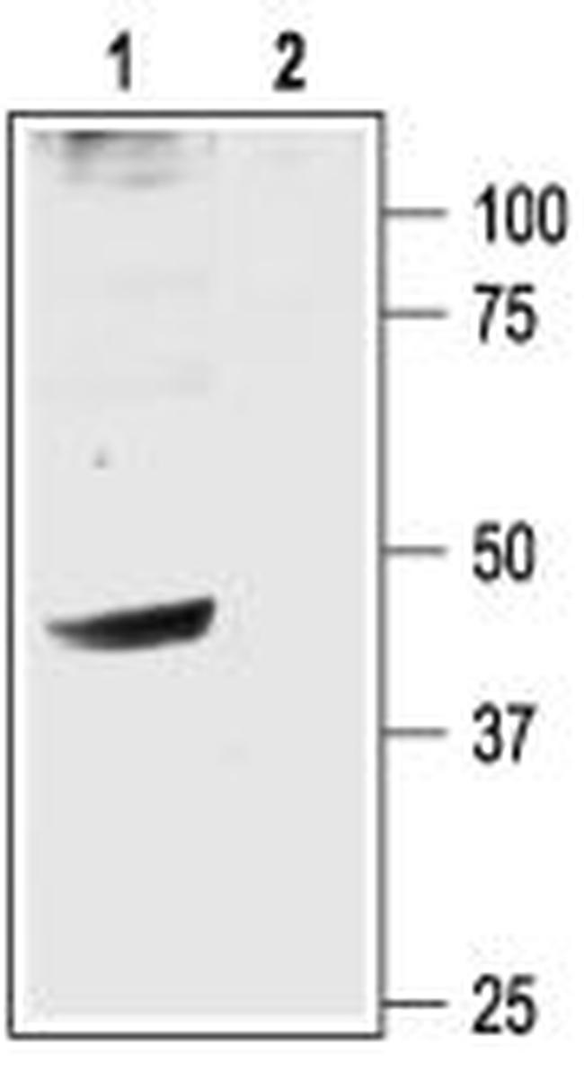 GIRK2 (Kir3.2) Antibody in Western Blot (WB)