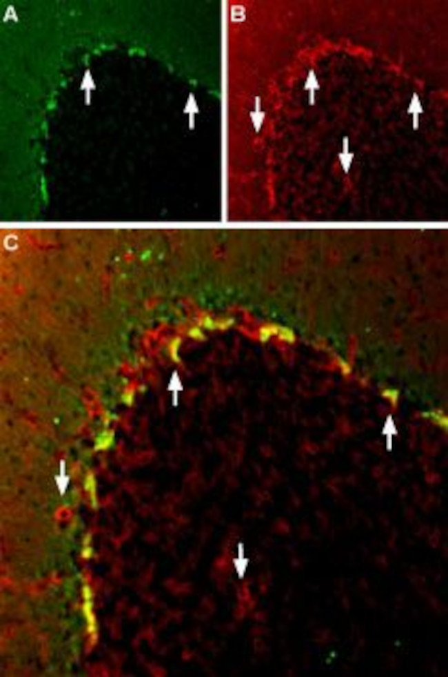 KV1.2 (KCNA2) Antibody in Immunohistochemistry (Frozen) (IHC (F))