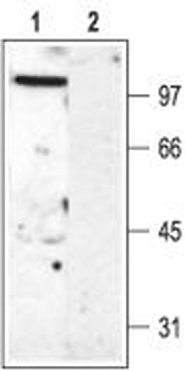 KV3.2 (KCNC2) Antibody in Western Blot (WB)