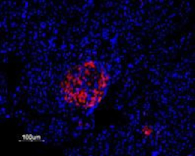 KV2.1 Antibody in Immunohistochemistry (Paraffin) (IHC (P))