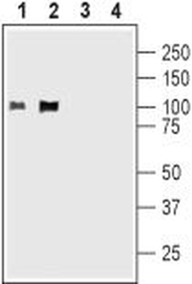 KV2.1 Antibody in Western Blot (WB)