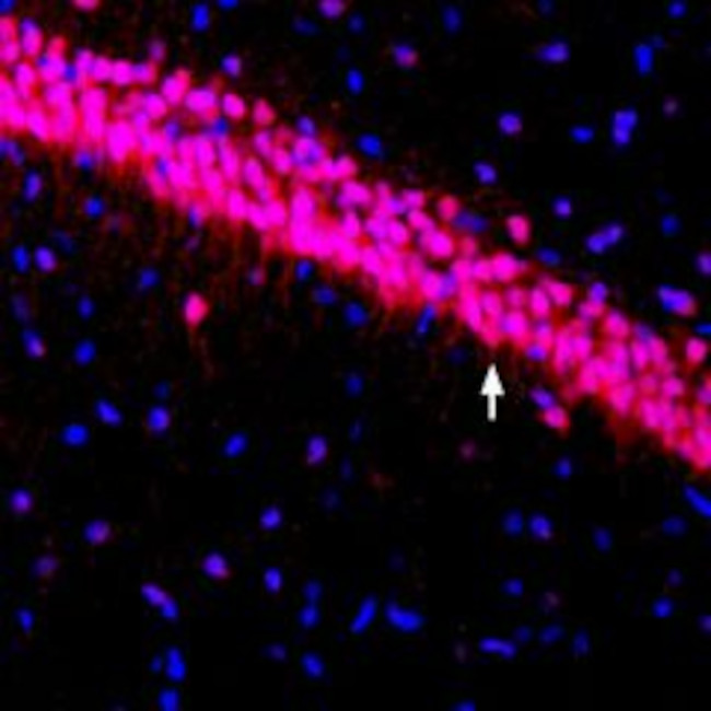 KV4.3 Antibody in Immunohistochemistry (Frozen) (IHC (F))