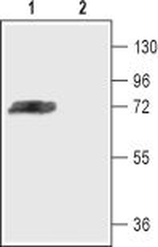 KV4.3 Antibody in Western Blot (WB)