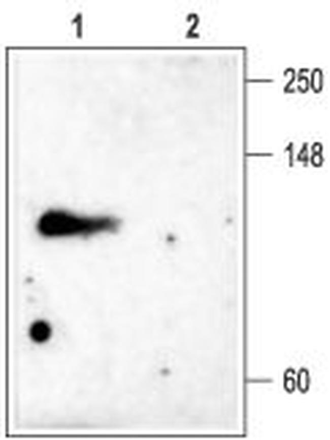 KCNC4 (KV3.4) Antibody in Western Blot (WB)