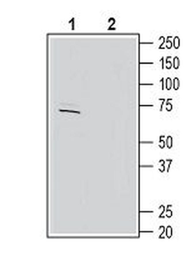 KCNC4 (KV3.4) Antibody in Western Blot (WB)