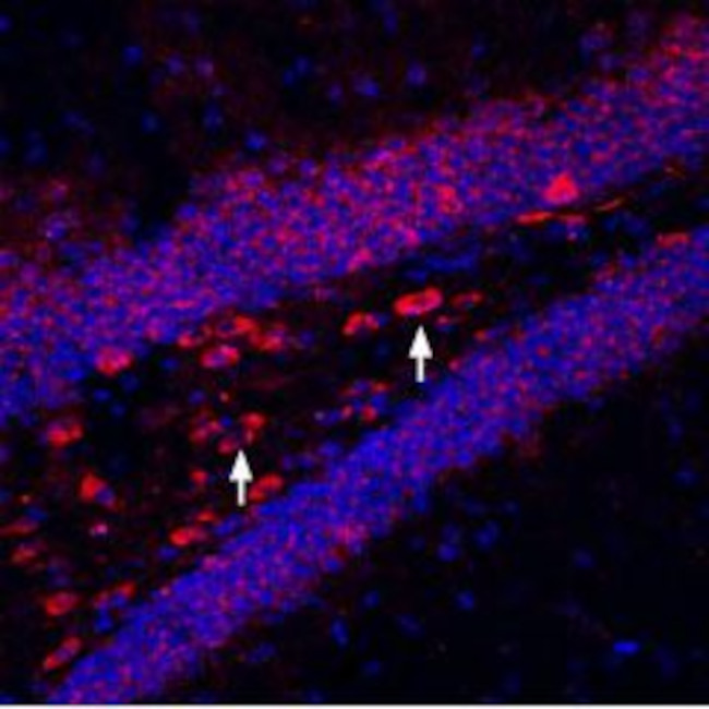 Kir6.2 Antibody in Immunohistochemistry (Frozen) (IHC (F))