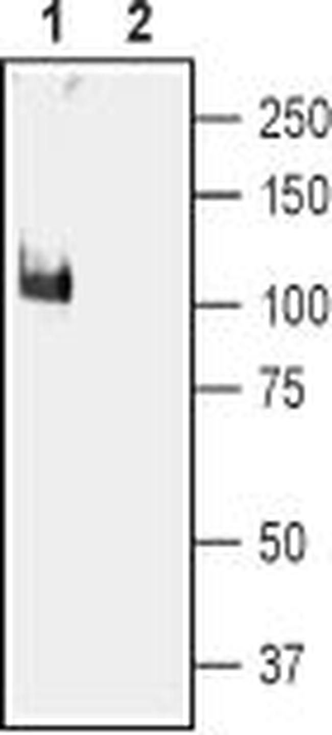 KCNMA1 (KCa1.1) (1097-1196) Antibody in Western Blot (WB)