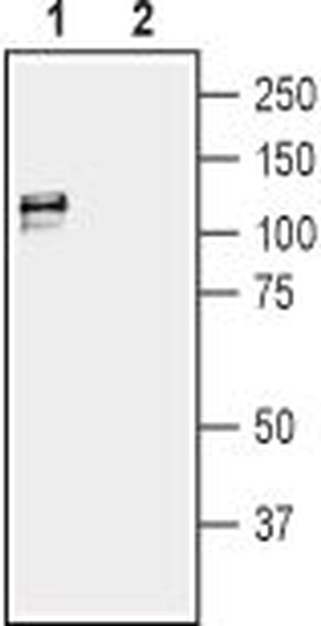 KCNMA1 (KCa1.1) (1097-1196) Antibody in Western Blot (WB)