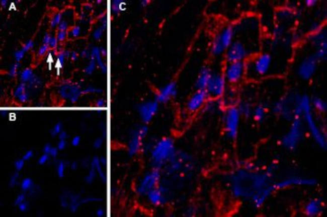 KCNQ1 Antibody in Immunohistochemistry (Frozen) (IHC (F))