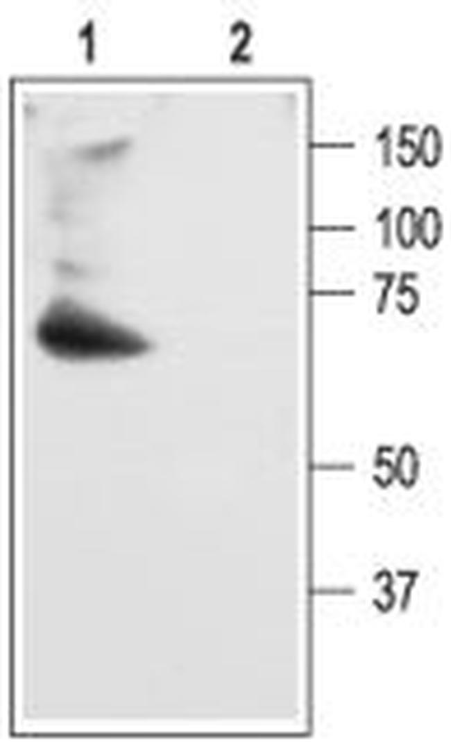 KV4.2 Antibody in Western Blot (WB)