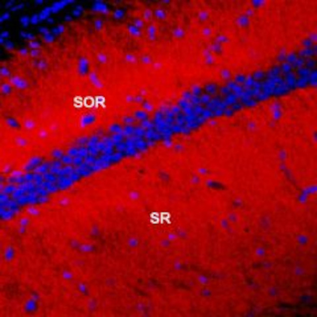 KV4.2 Antibody in Immunohistochemistry (Frozen) (IHC (F))