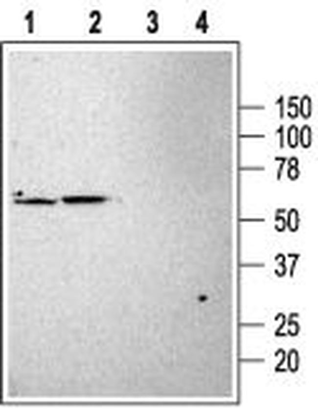 KCNK3 (TASK-1) Antibody in Western Blot (WB)