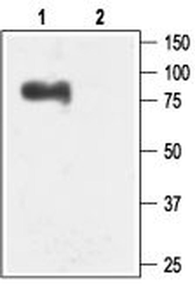 KCNN3 (KCa2.3, SK3) Antibody in Western Blot (WB)