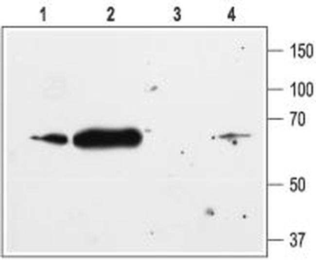 Kir2.1/KCNJ2 Antibody in Western Blot (WB)