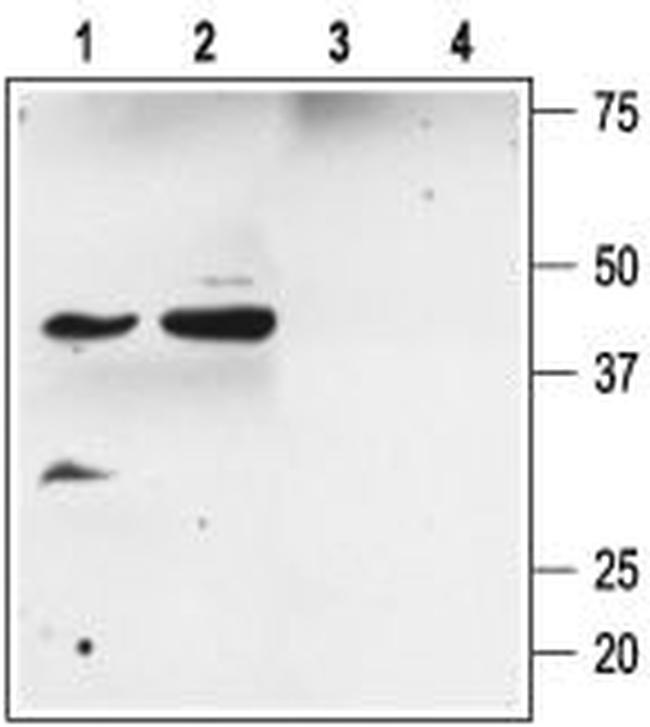 slo beta 2 (KCNMB2) Antibody in Western Blot (WB)